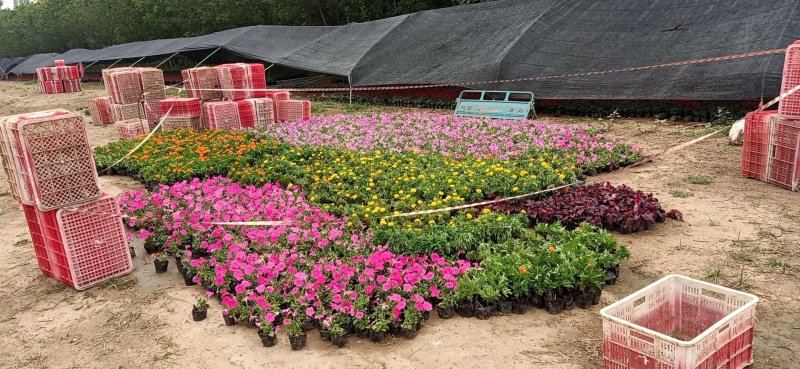 各种菊花出售，国庆造型专用，货源充足