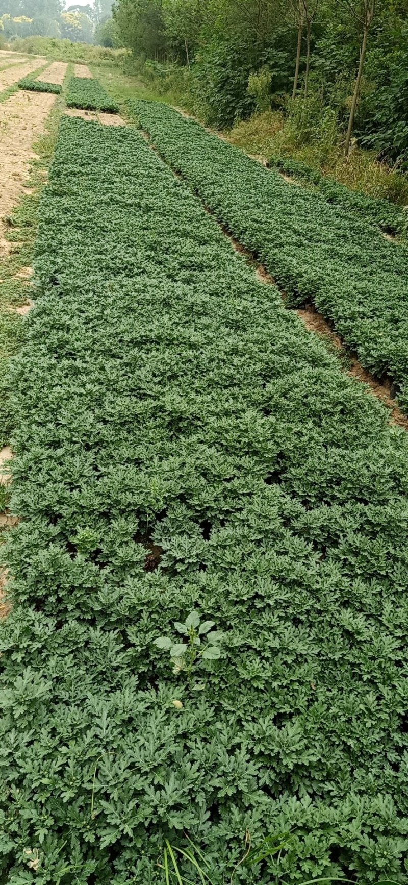 各种菊花出售，国庆造型专用，货源充足