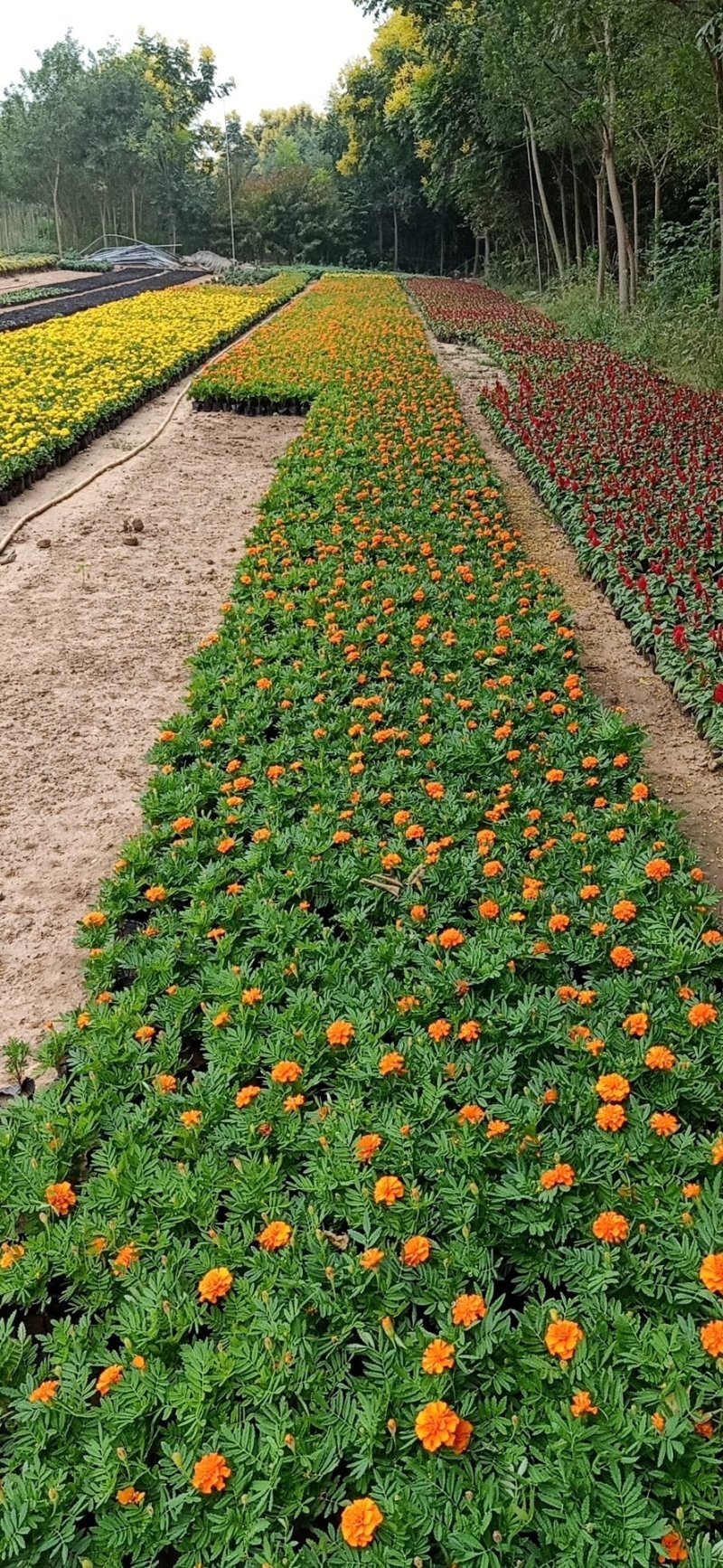 各种菊花出售，国庆造型专用，货源充足