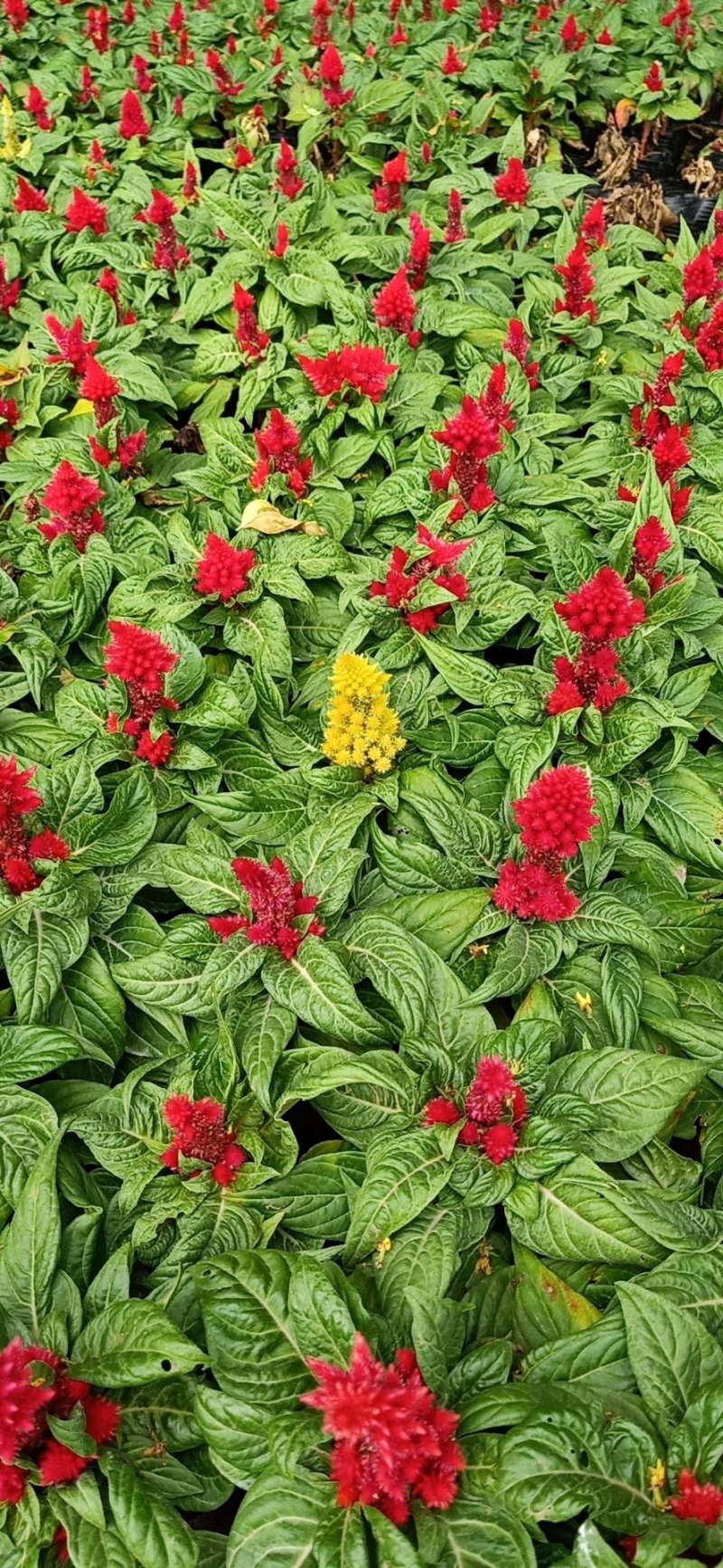 各种菊花出售，国庆造型专用，货源充足