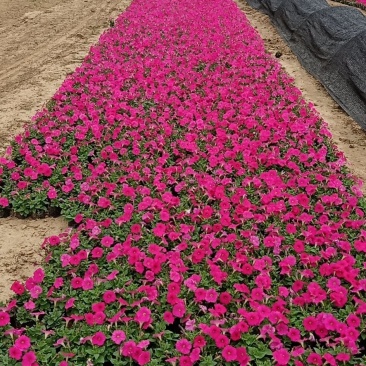 各种菊花出售，国庆造型专用，货源充足