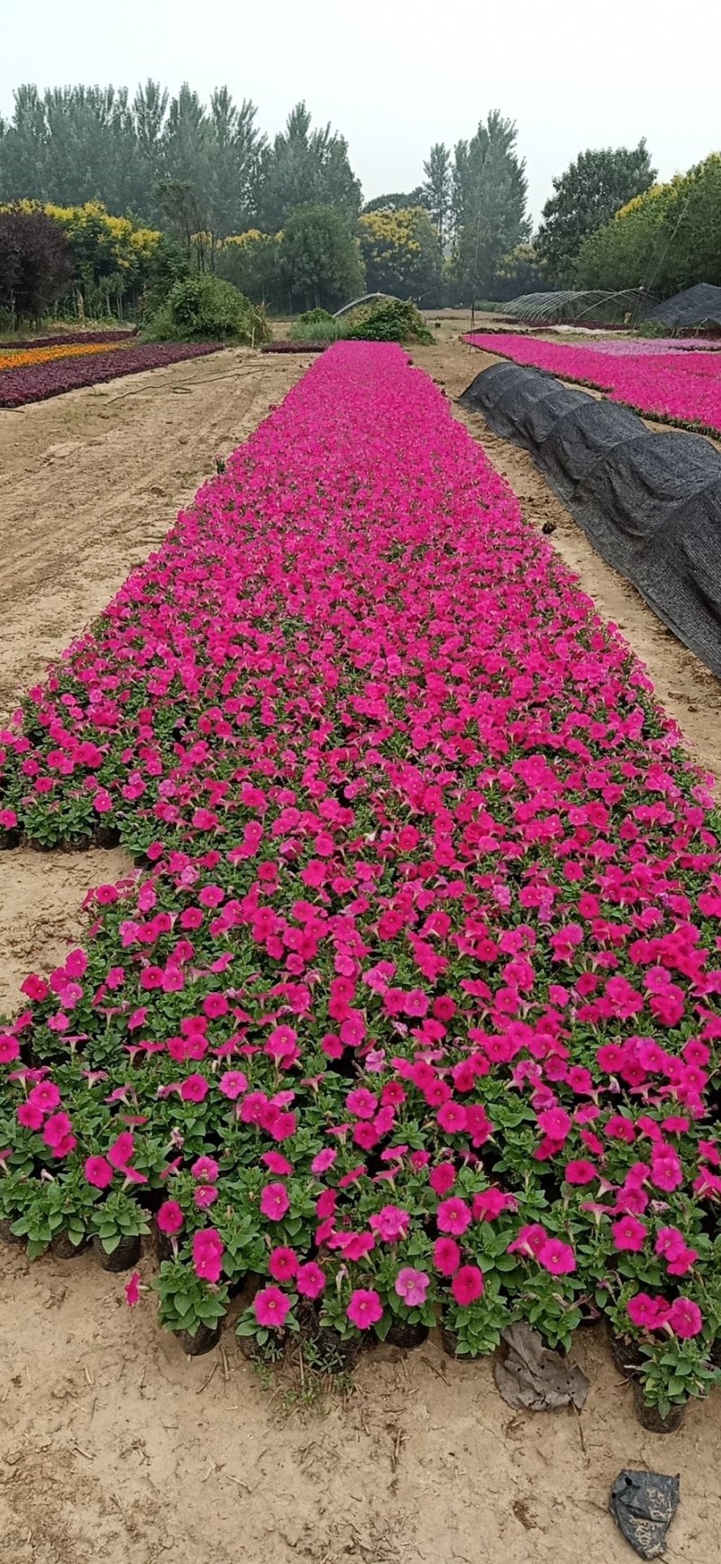 各种菊花出售，国庆造型专用，货源充足