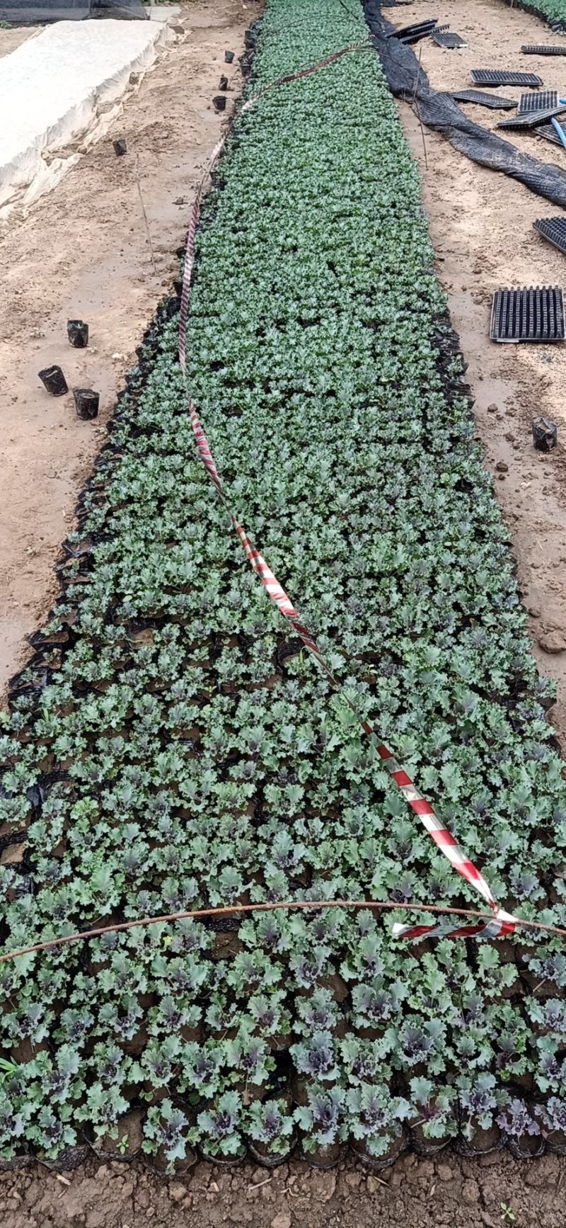 各种菊花出售，国庆造型专用，货源充足