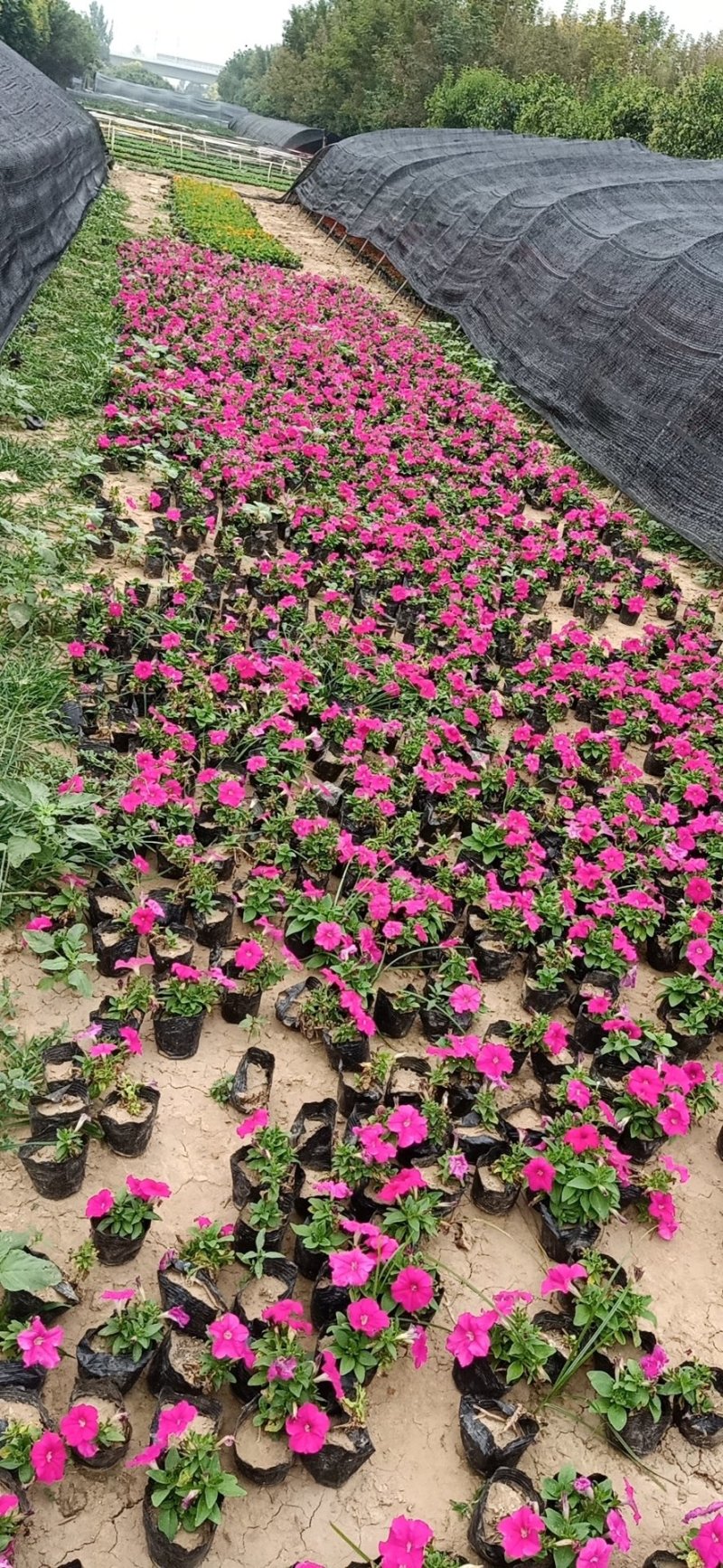 各种菊花出售，国庆造型专用，货源充足