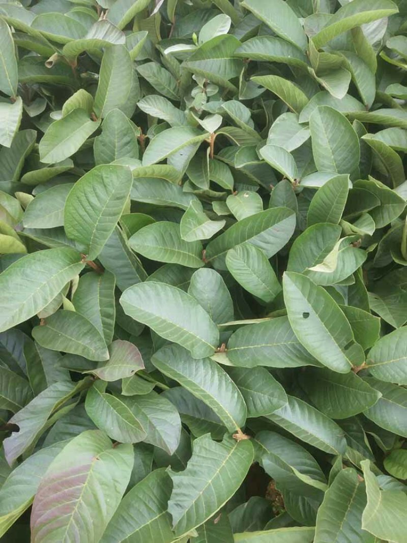 粉红蜜芭乐苗粉红蜜番石榴苗基地直销