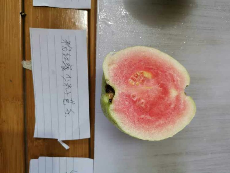 粉红蜜芭乐苗红蜜芭乐苗核比西瓜芭乐少甜度高量大从优