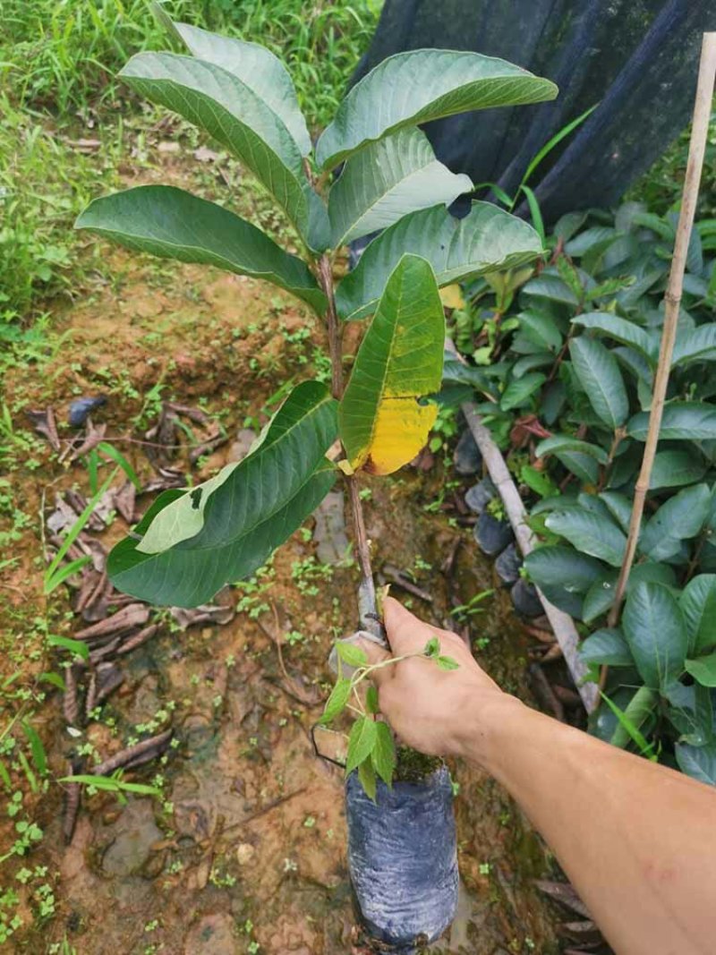 粉红蜜芭乐苗红蜜芭乐苗核比西瓜芭乐少甜度高量大从优