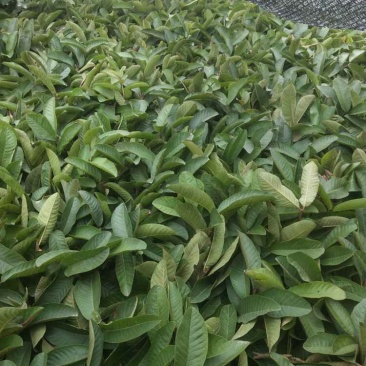 粉红蜜芭乐苗成活率高一手货源