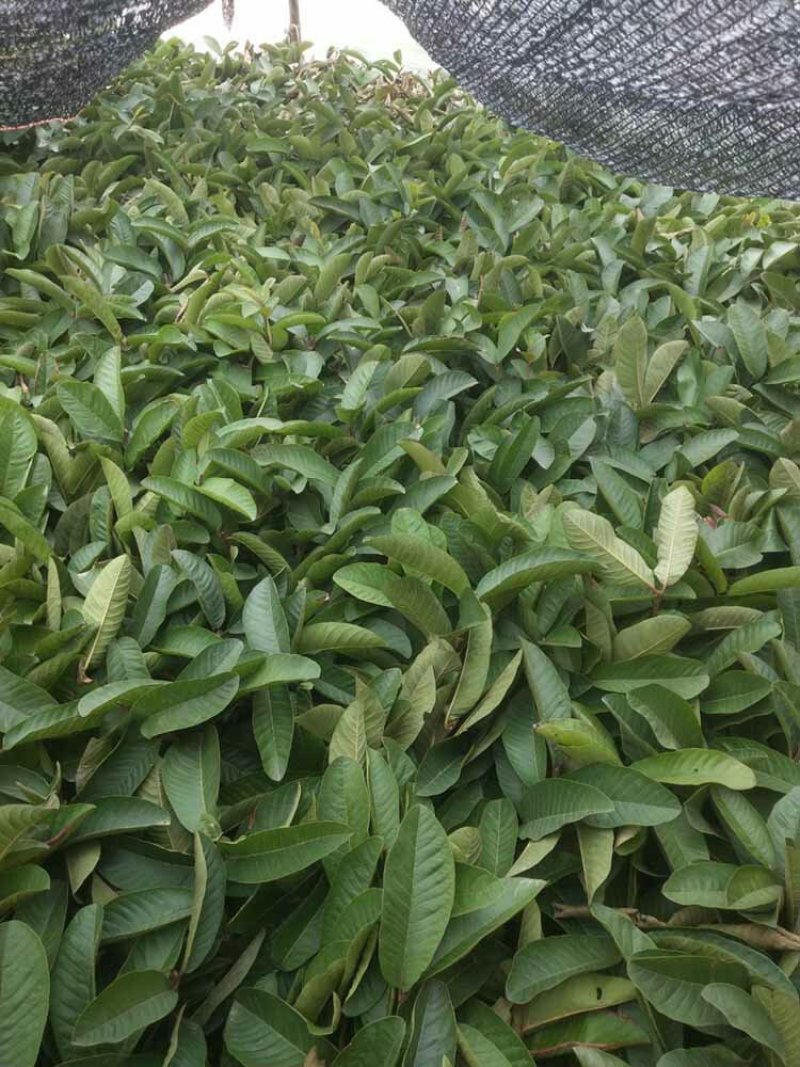 粉红蜜芭乐苗成活率高一手货源