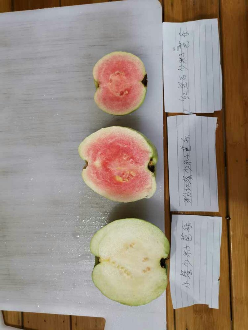 粉红蜜芭乐苗成活率高一手货源