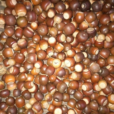 橡子一一一野生可做豆腐可做种子产地批发一手货源