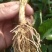 红颜草莓苗自家育苗基地品种质量保证根系发达种植面积300