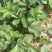 红颜草莓苗自家育苗基地品种质量保证根系发达种植面积300