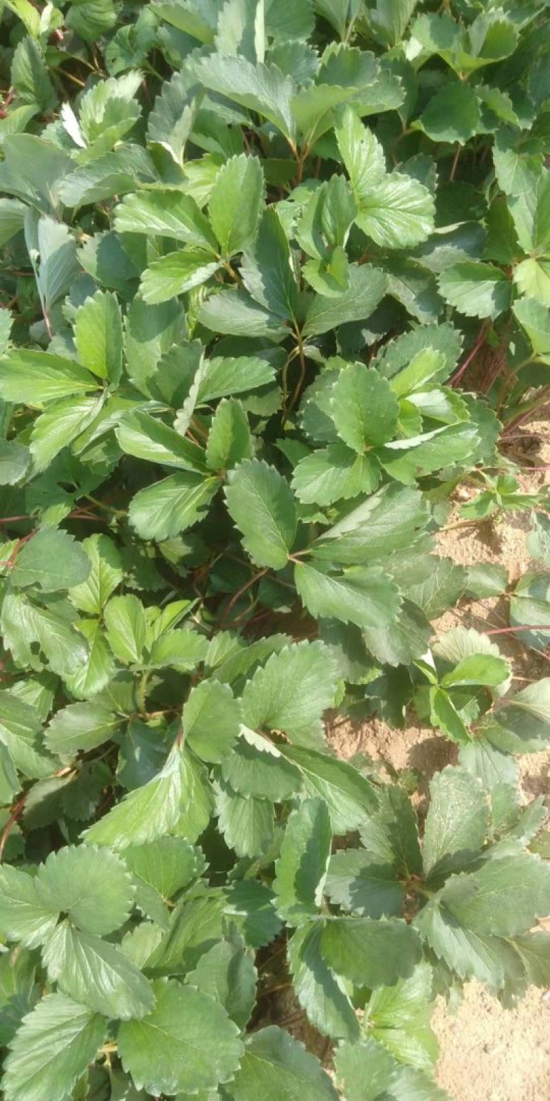 红颜草莓苗自家育苗基地品种质量保证根系发达种植面积300