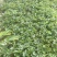 红颜草莓苗自家育苗基地品种质量保证根系发达种植面积300