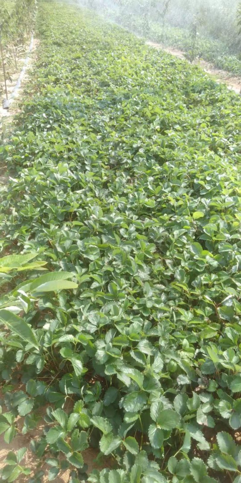 红颜草莓苗自家育苗基地品种质量保证根系发达种植面积300