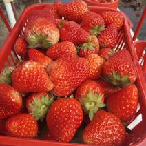 红颜草莓苗自家育苗基地品种质量保证根系发达种植面积300