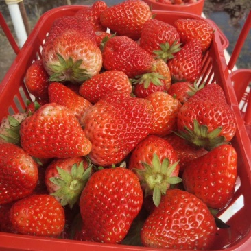 红颜草莓苗自家育苗基地品种质量保证根系发达种植面积300