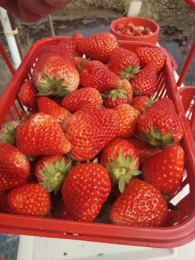 红颜草莓苗自家育苗基地品种质量保证根系发达种植面积300