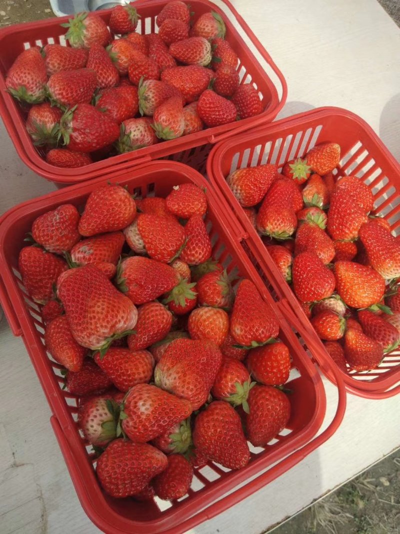 红颜草莓苗自家育苗基地品种质量保证根系发达种植面积300