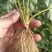 桃熏草莓苗自家育苗基地品种质量保证根系发达种植面积300