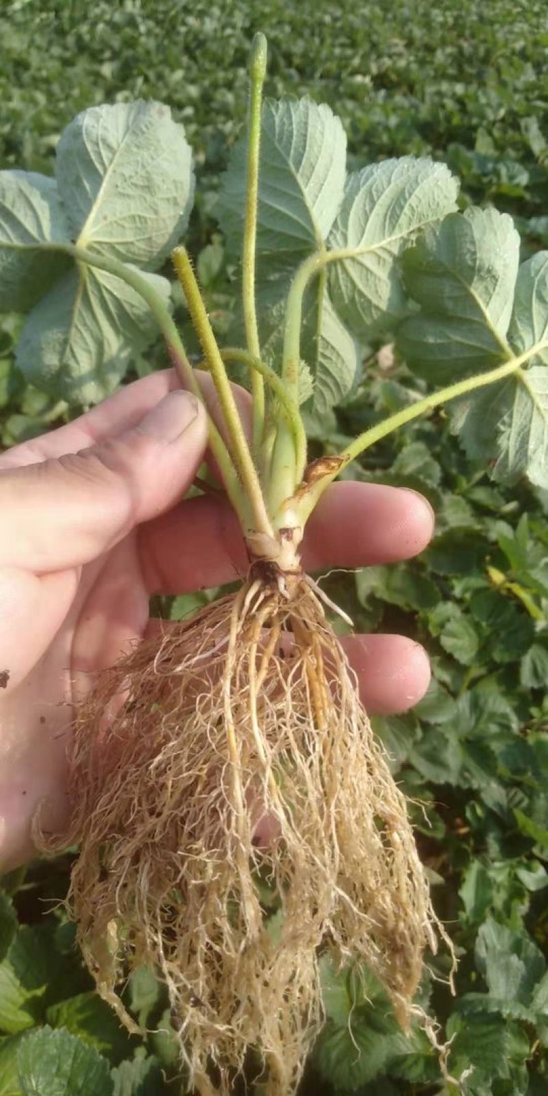 桃熏草莓苗自家育苗基地品种质量保证根系发达种植面积300