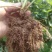 桃熏草莓苗自家育苗基地品种质量保证根系发达种植面积300