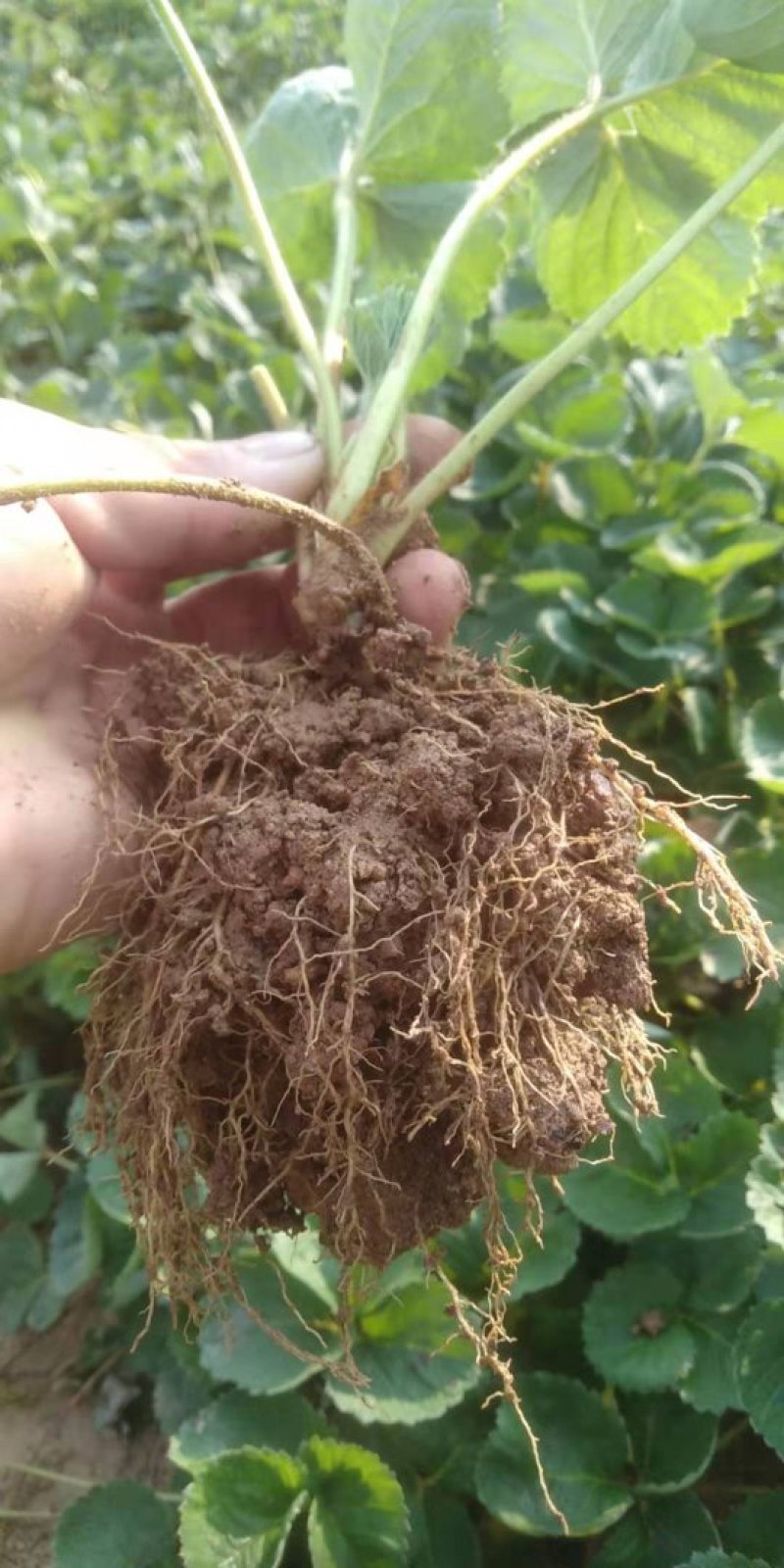 桃熏草莓苗自家育苗基地品种质量保证根系发达种植面积300