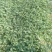 桃熏草莓苗自家育苗基地品种质量保证根系发达种植面积300