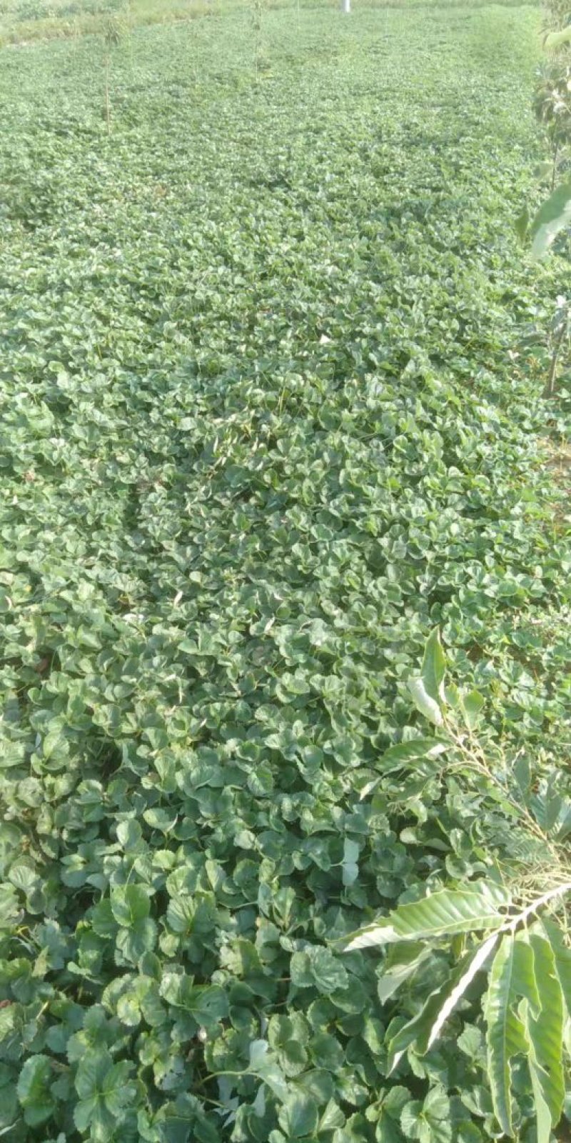 桃熏草莓苗自家育苗基地品种质量保证根系发达种植面积300