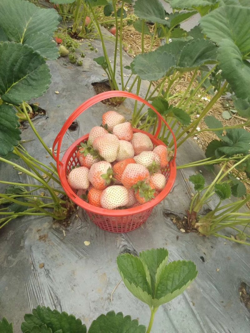 桃熏草莓苗自家育苗基地品种质量保证根系发达种植面积300