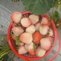桃熏草莓苗自家育苗基地品种质量保证根系发达种植面积300