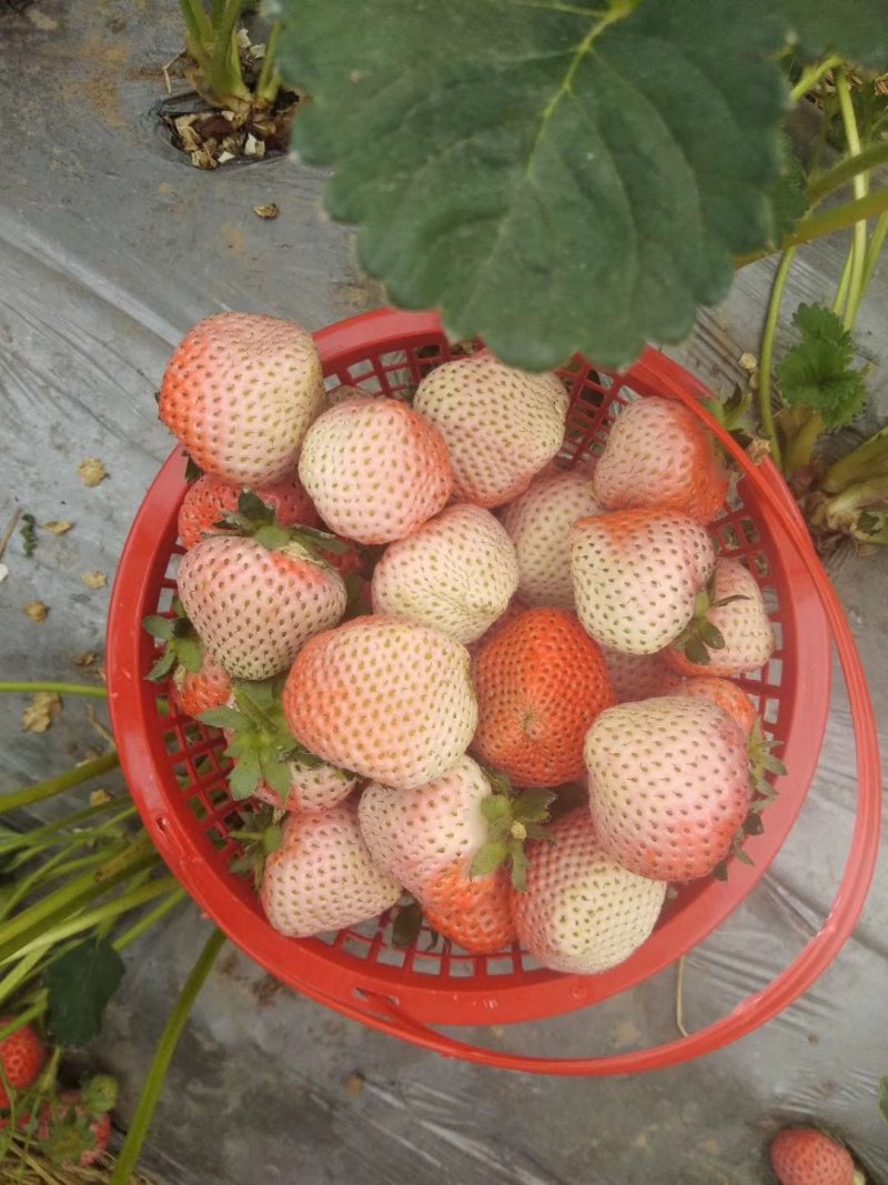 桃熏草莓苗自家育苗基地品种质量保证根系发达种植面积300
