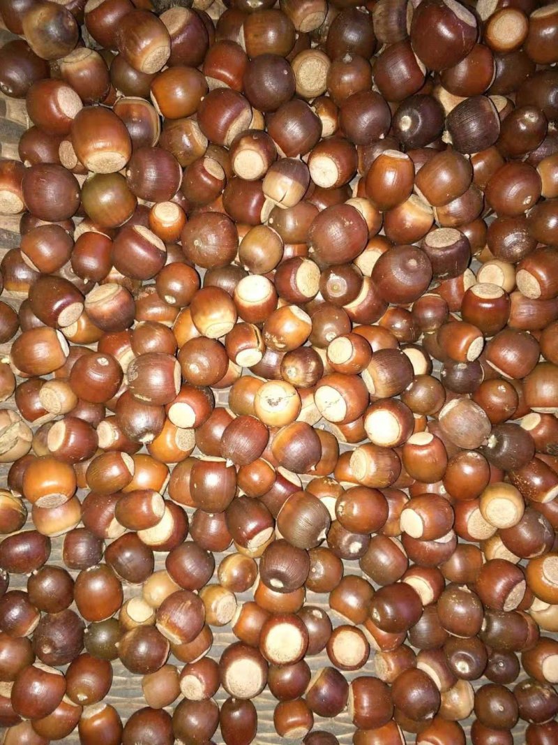 橡子收相子可打粉做豆腐种子大货供应欢迎实地考查大货便宜