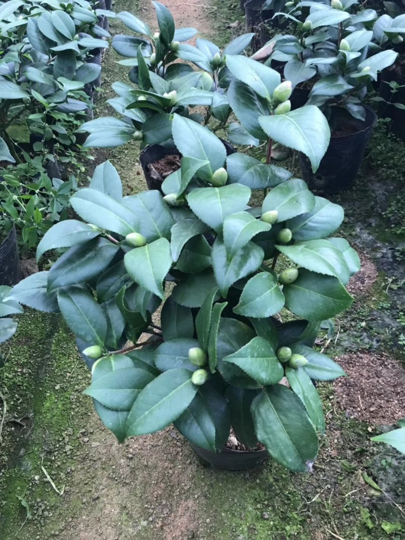 珍贵品种:品种茶花之一，青叶贝拉茶花，花期持久