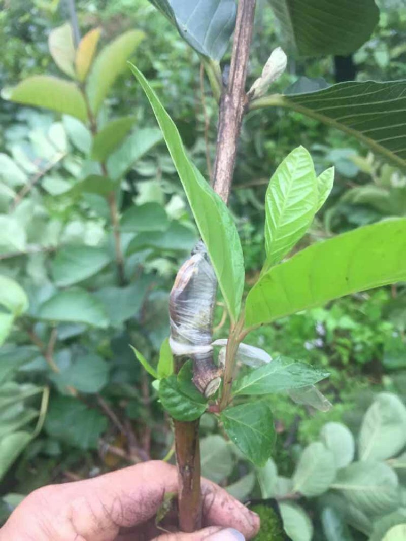 红肉少籽芭乐苗红肉少籽番石榴苗