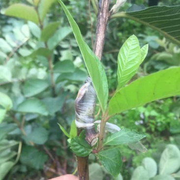 红心少籽芭乐苗红心少籽番石榴苗