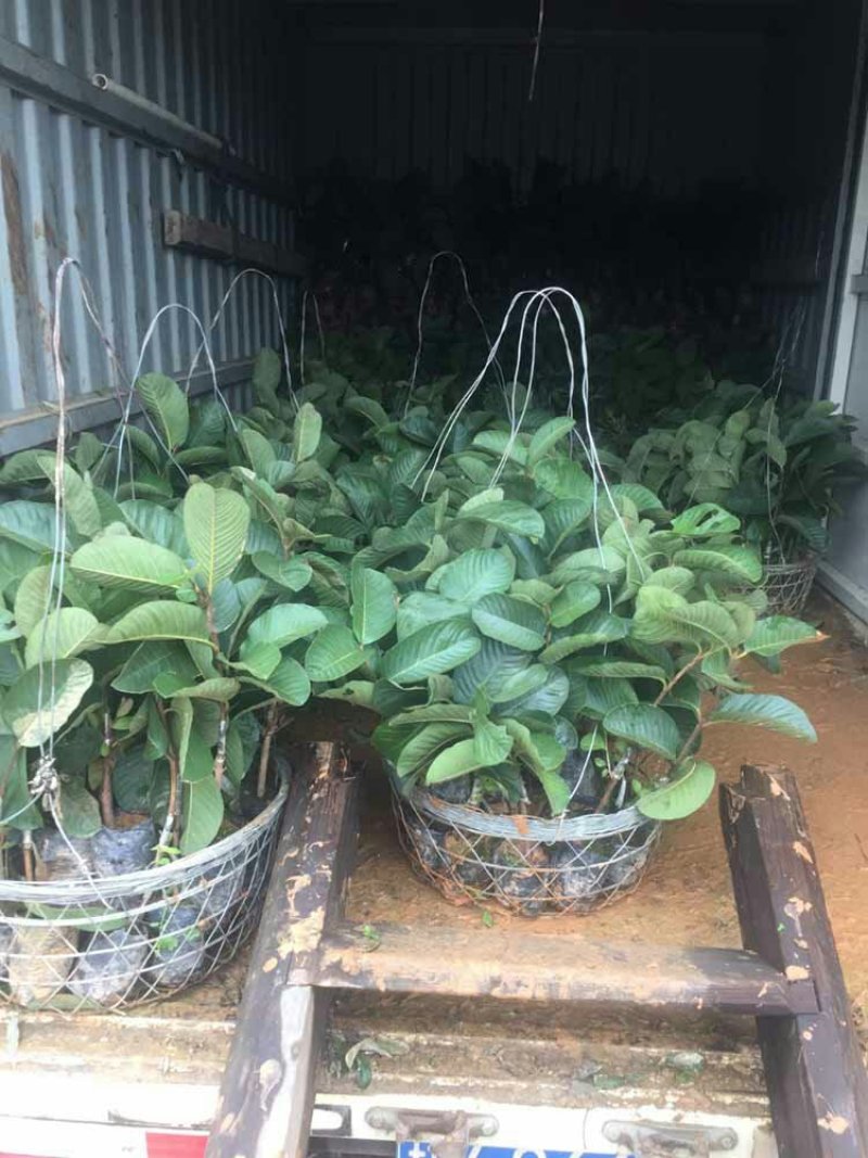 红宝石少籽芭乐苗红宝石少籽番石榴苗