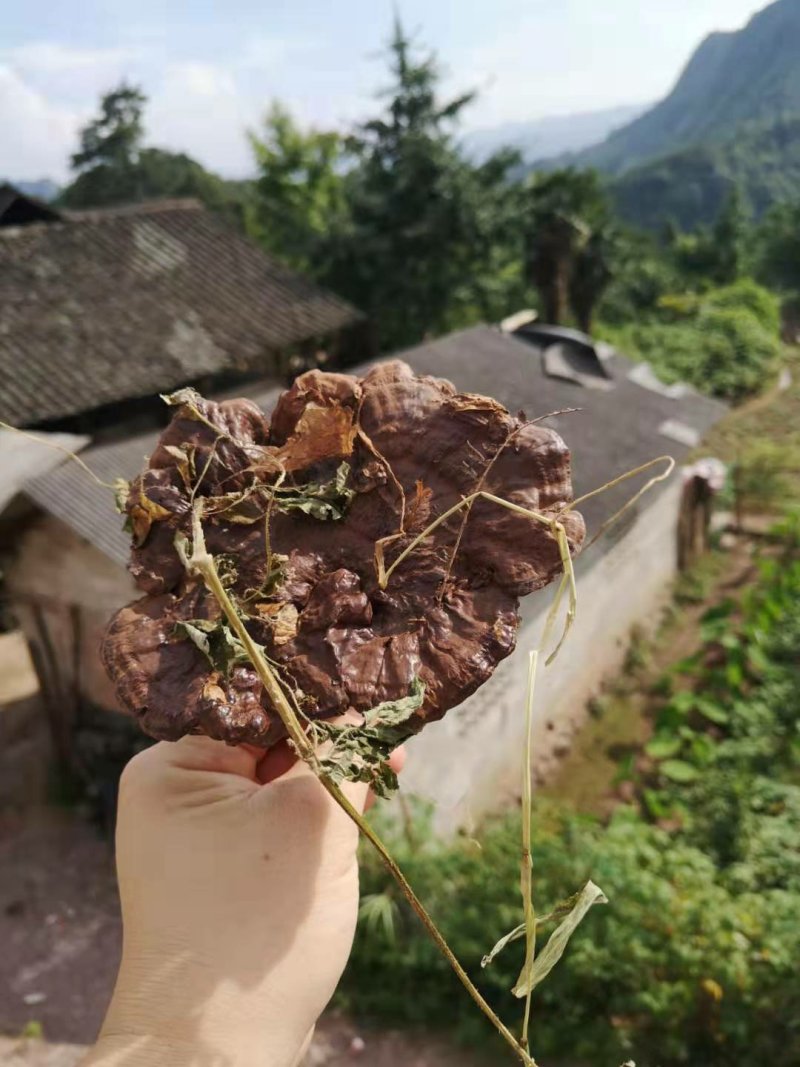 广西深山防野生紫灵芝林芝野生