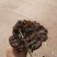 广西深山防野生紫灵芝林芝野生