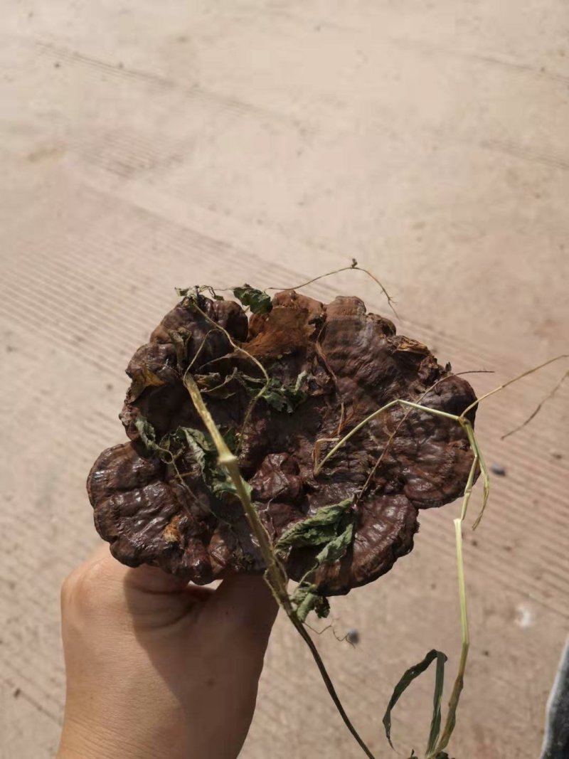 广西深山防野生紫灵芝林芝野生