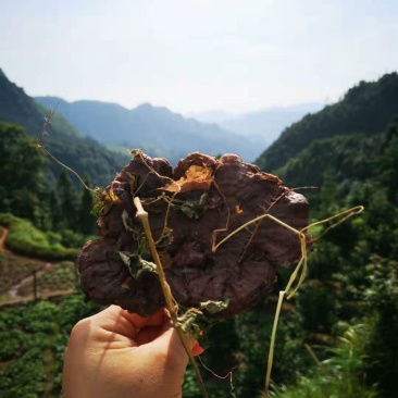 广西深山防野生紫灵芝林芝野生