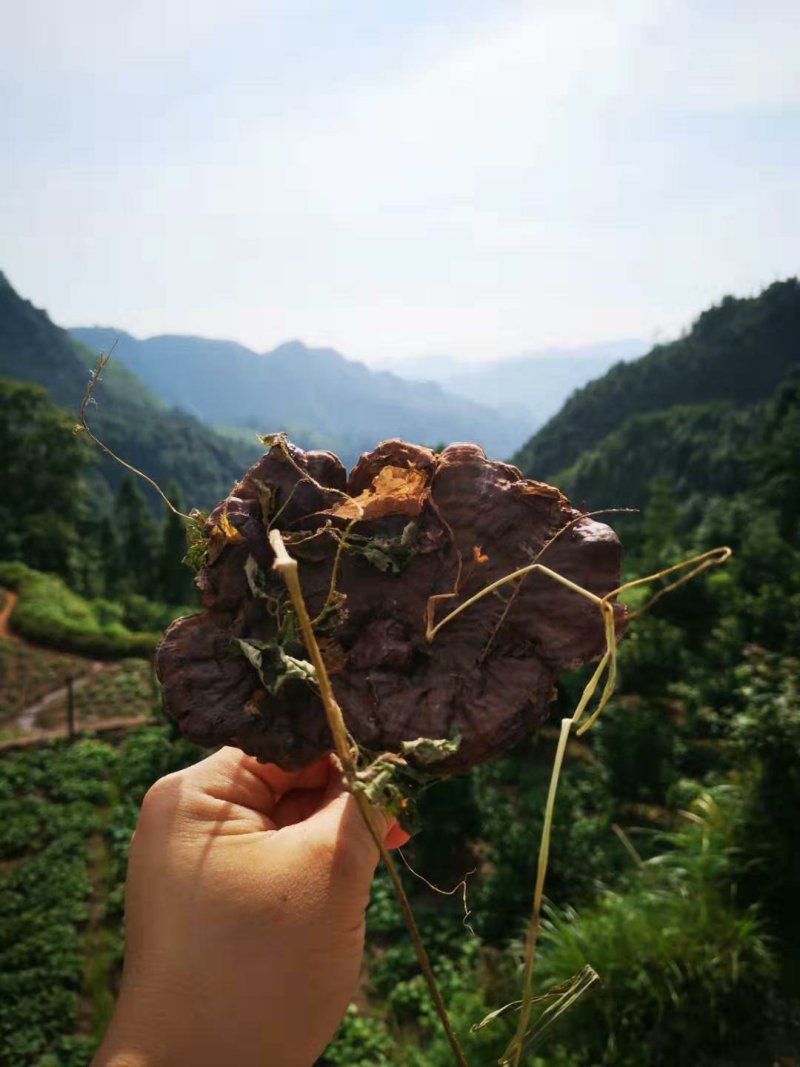 广西深山防野生紫灵芝林芝野生