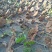 广西深山防野生紫灵芝林芝野生