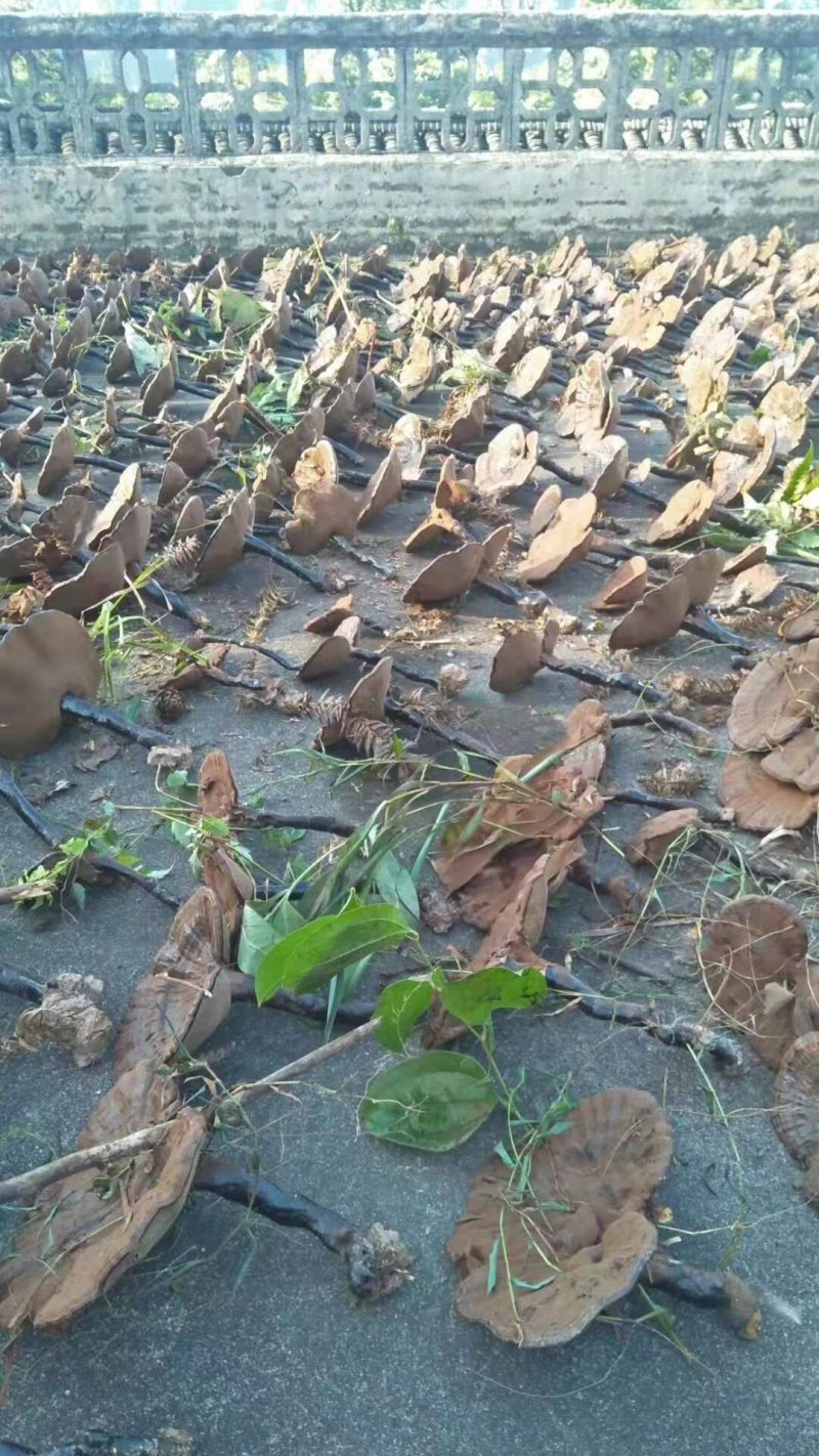 广西深山防野生紫灵芝林芝野生