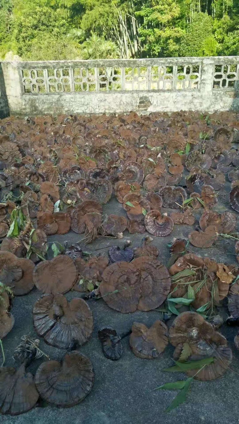 广西深山防野生紫灵芝林芝野生