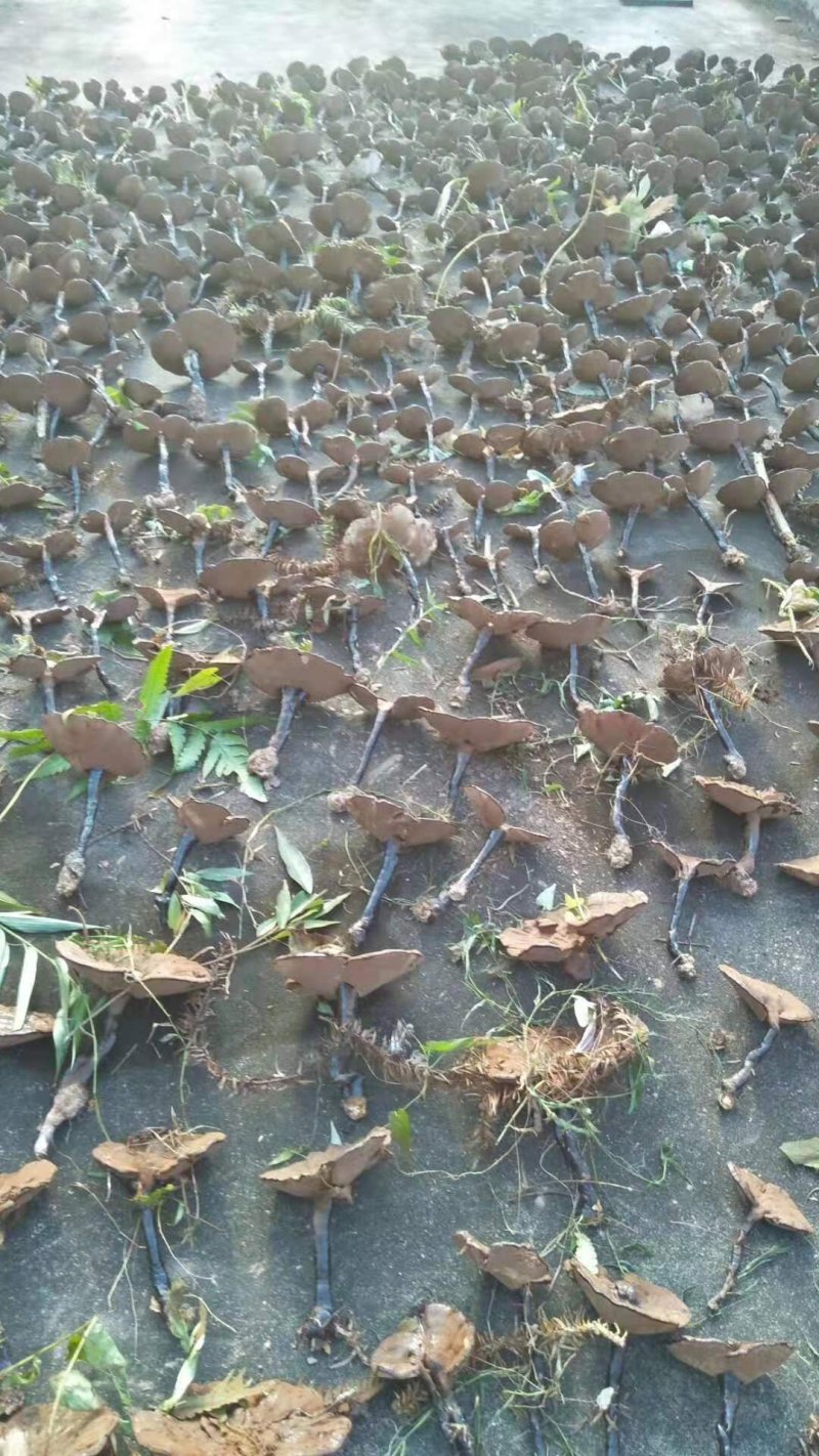广西深山防野生紫灵芝林芝野生