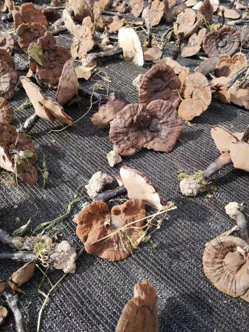 广西深山防野生紫灵芝林芝野生