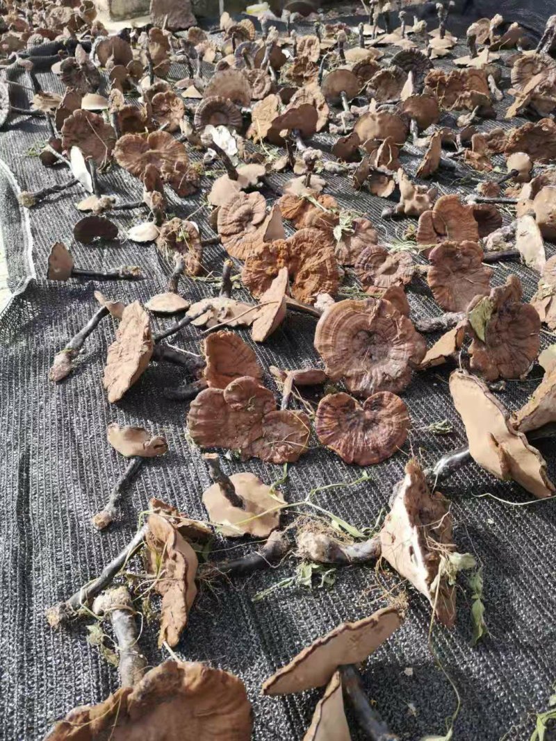 广西深山防野生紫灵芝林芝野生
