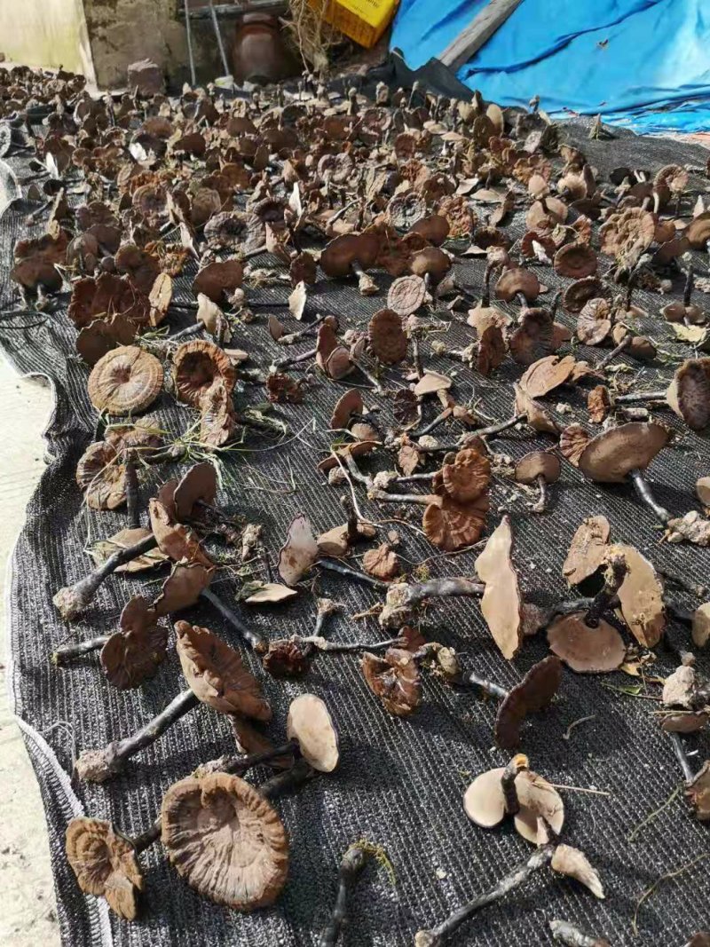 广西深山防野生紫灵芝林芝野生
